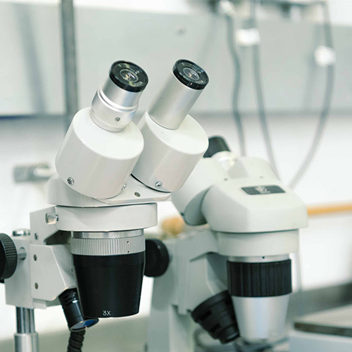 A microscope close-up.